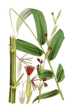 Bambusa vulgaris Common Bamboo Bambusa vulgaris Common Bamboo